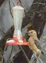 Gila Woodpecker