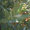 California Bay, Leaves