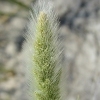 Rabbitsfoot Grass CU