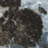 Unidentified Brown Lichen GB09