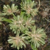 Nutsedge CU