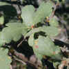 Blue Oak, Leaves