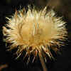 California Thistle, Seed