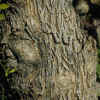Arroyo Willow, Bark