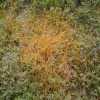 California Dodder