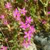 Charming Centaury