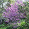 Western Redbud3-27-07.jpg (53473 bytes)
