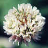 White Clover CU
