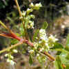 PoisonOak,flowers4-21-08.jpg (27122 bytes)