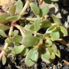 Common Purslane