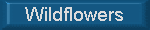 Wildflowers